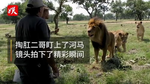 梦见巨牛和巨猪打架，一场梦境中的力量较量与启示