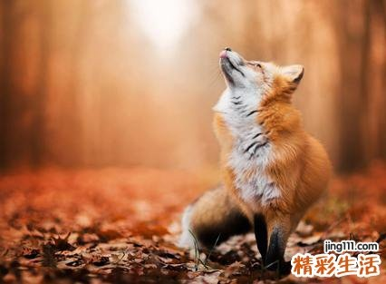 梦境中的狩猎与交易，解析我梦见打死老多黄鼠狼了还有狐狸还卖钱了呢好不