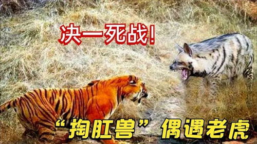 梦中逃遁与野性之遇，揭秘梦见被人追逃至野外遇见老虎、狮子与豹的深层含义