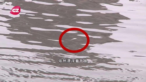 梦见很多死鱼不见水，潜意识中的警示与启示