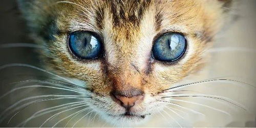 梦见猫好不好？周公解梦带你探寻梦境奥秘