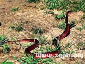 梦境解析，梦见抓住并砍掉小蛇头的深层含义