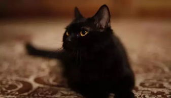 梦见一只黑猫，探索潜意识的神秘信号与心灵深处的隐喻
