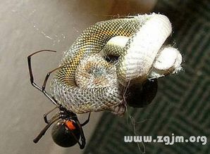 梦境解析，蛇与鼠的交织梦境——探索深层潜意识的信息