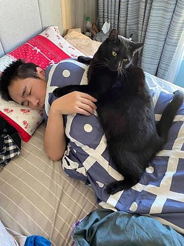 梦见自己变成黑猫，探索梦境背后的深层含义与启示