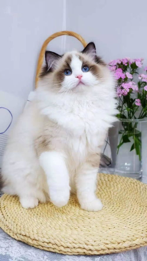 梦见猫，古老象征与现代解读的交织