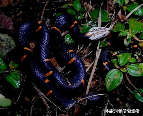 梦见抓蛇请高手解下此梦，探索梦境中的隐秘象征与内心启示