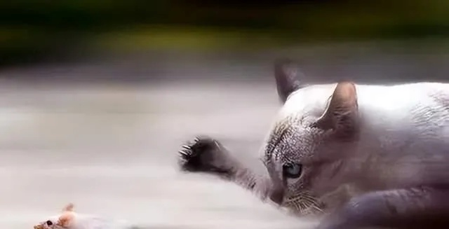 梦境中的守护者，猫咪驱走毒蛇的寓意解析