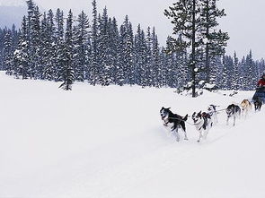 做梦梦见雪却没有下雪，梦境与现实的交错解读