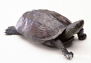做梦梦到乌龟有什么寓意啊？