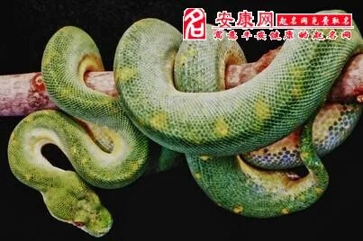 梦到被大蟒蛇咬，潜意识深处的警示与启示