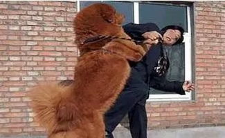 梦见自己被别人的狗咬了，潜意识中的警示与自我反思