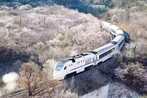 梦境之旅，与伴侣共乘火车的寓意与解析