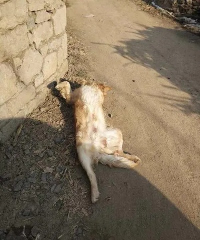 周公解梦，梦见隔壁门口有一只狗死了，预示着什么？
