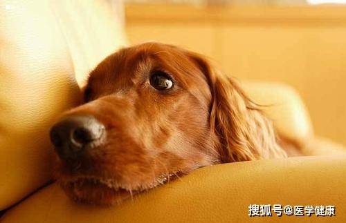 昨晚梦见自己被狗咬，不祥的预兆还是心理映射？