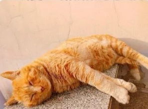 梦见陌生老人带猫狗出来溜被猫抓和老人争吵，探索梦境背后的深层含义