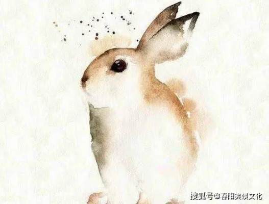梦到小白兔，梦境中的温柔预兆与心灵启示