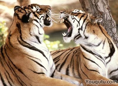 梦境解析，我昨晚梦见一头老虎向我猛扑来