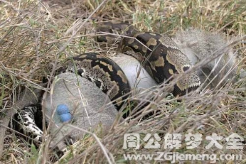 梦境解析，今天做梦梦到一条大蟒蛇乌黑的吧还吃了一个小男孩求解