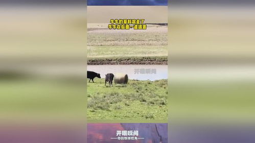 昨晚梦到有牛追我，一场梦境的深层解析与心理启示