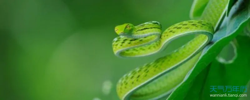 梦见一条绿色蛇从天上飞过，探索梦境中的神秘象征与心灵启示