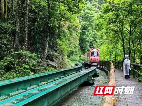 急急急梦见做火车去日本，一场穿越时空的心灵之旅