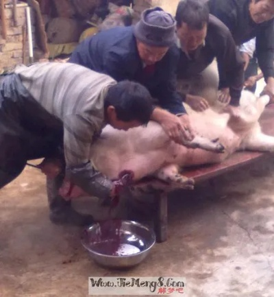 周公解梦，梦见家中猪流血而亡，寓意何在？
