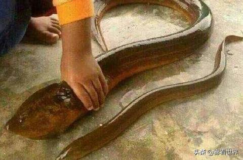 梦见一条黄鳝产了很多蛇，梦境背后的深层解析与启示