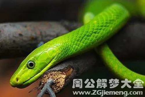 梦见一条绿蛇追我有什么预兆，探索梦境中的神秘信号