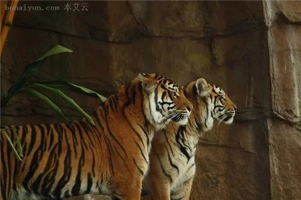 梦见两只老虎，梦境背后的深层含义与解析