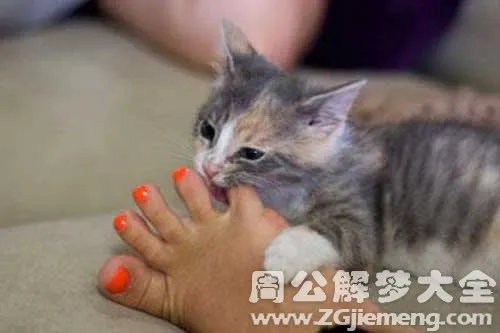 梦见被猫咬一口，解析梦境背后的深层含义与心理启示