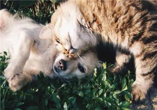 梦见猫狗老鼠睡一个窝，探索梦境中的和谐共处与内心平衡