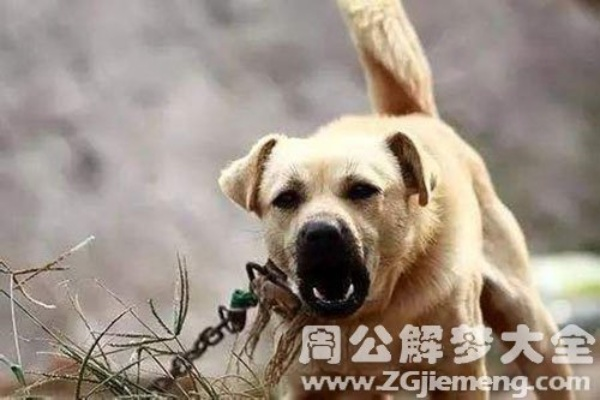 梦见狗要咬我被我打跑后又和别的狗撕咬，解析梦境中的象征与深层含义
