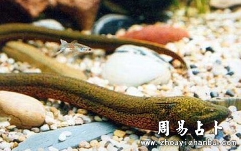梦见了很多蛇和黄鳝，寓意与解析