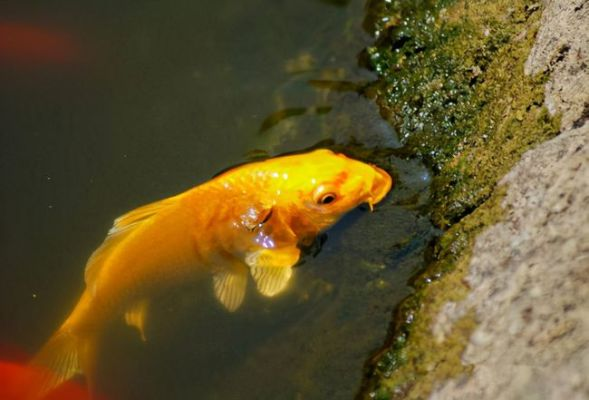 梦境的启示，河边红鱼游弋，捕捉时却成死鱼