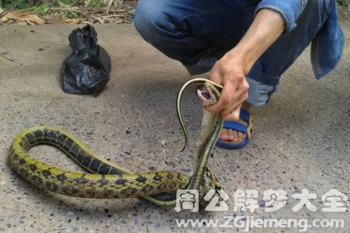 男人梦见蛇咬到自己大腿被自己杀了，解析梦境背后的深层含义