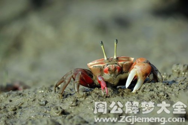 揭秘梦境奥秘，哪位大神会解梦梦见螃蟹的深层含义