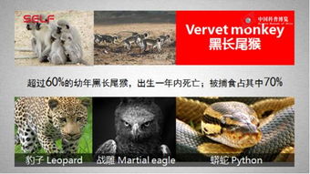 梦见豹子，探索潜意识的预兆与深层含义