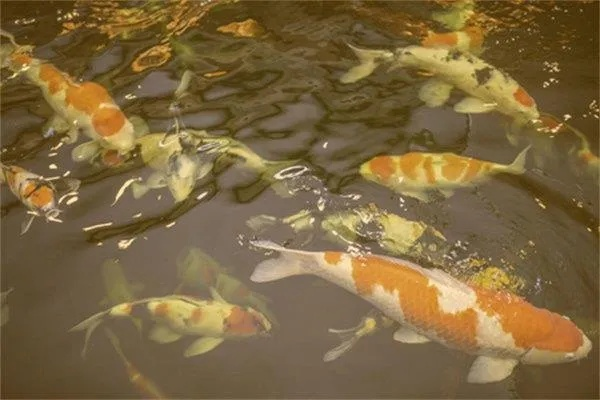梦境解析，做梦梦到鱼拿别人的鱼，预示着什么？