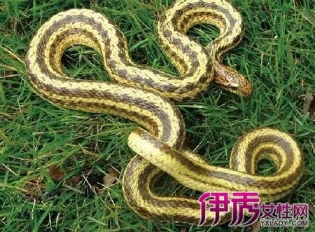 孕妇做梦梦到蛇，寓意与解读