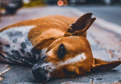 梦到狗死了，解读梦境背后的深层含义