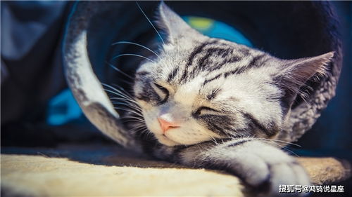 梦境解析，梦见家犬变色，寓意何在？