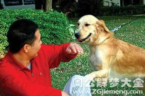梦见被狗咬，周公解梦大全的解读与心理分析
