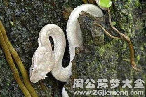 梦到白色的眼镜蛇，潜意识的警示与启示