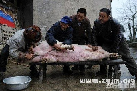 梦境中的悲剧，解读梦见自己家养的猪被人杀死在圈满身是血的深层含义