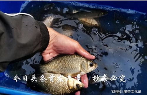 梦境探秘，钓趣横生，怪鱼入梦