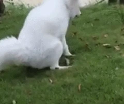 梦见狗在身上拉屎，梦境背后的深层含义与解析