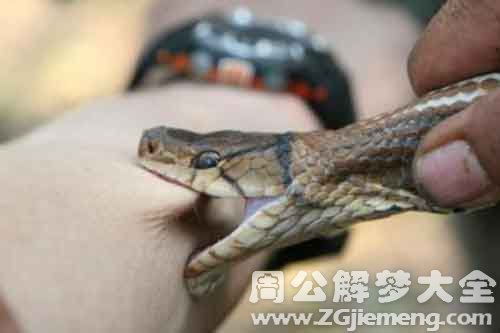 周公解梦大全，梦见老公被蛇咬，寓意何在？