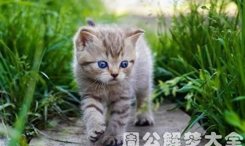 梦境解析，梦见猫，潜意识的秘密与心灵深处的呼唤