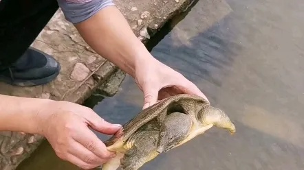 梦回浅溪，善缘初结，梦见自己抓到一只甲鱼并放生